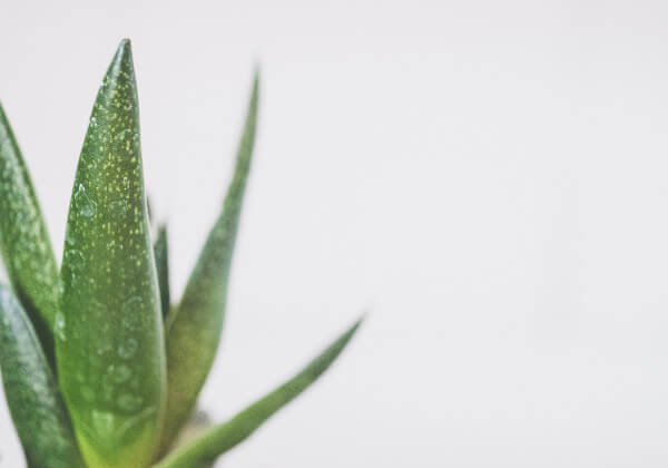 Aloe vera plant afro dry hair hydration FroHub